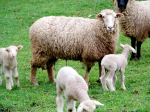 sheep-sheep-sheep